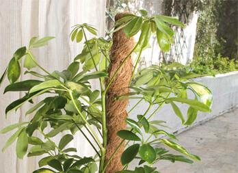 TUTEUR COCO DIAMETRE 45CM HAUTEUR 1.20M