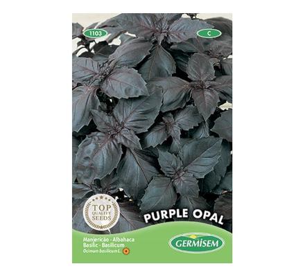 BASILIC ROUGE PURPLE OPAL