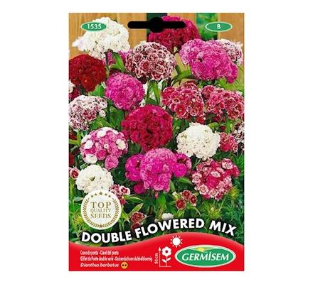 DIANTHUS BARBATUS (OILLET DE POETE) A FLEURS DOUBLES VARIEES