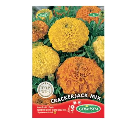 TAGETE ERECTA (ROSE D'INDE) CRACKERJACK GEANTE VARIEE