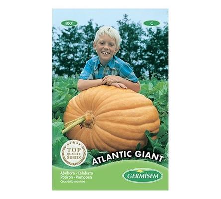 POTIRON ATLANTIC GIANT