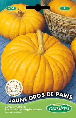 POTIRON JAUNE GROS DE PARIS