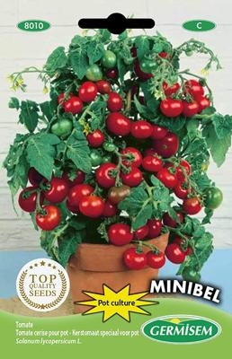 TOMATE CERISE POUR POT MINIBEL