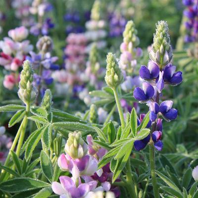 BE-BIO-01 LUPIN NAIN VARIE