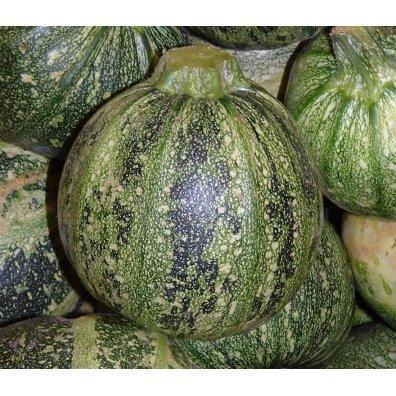 BE-BIO-01 COURGE RONDE DE NICE