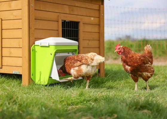 SMARTCOOP NOURRISSEUR AUTOMATIQUE AVEC EMBOUT DE PROTECTION 7.5KG