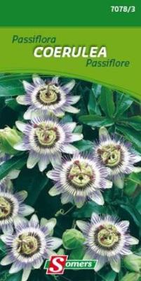 SOMERS PASSIFLORA COERULEA