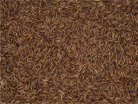 VERS DE FARINE 1KG