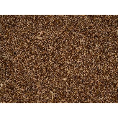 VERS DE FARINE 4,5KG